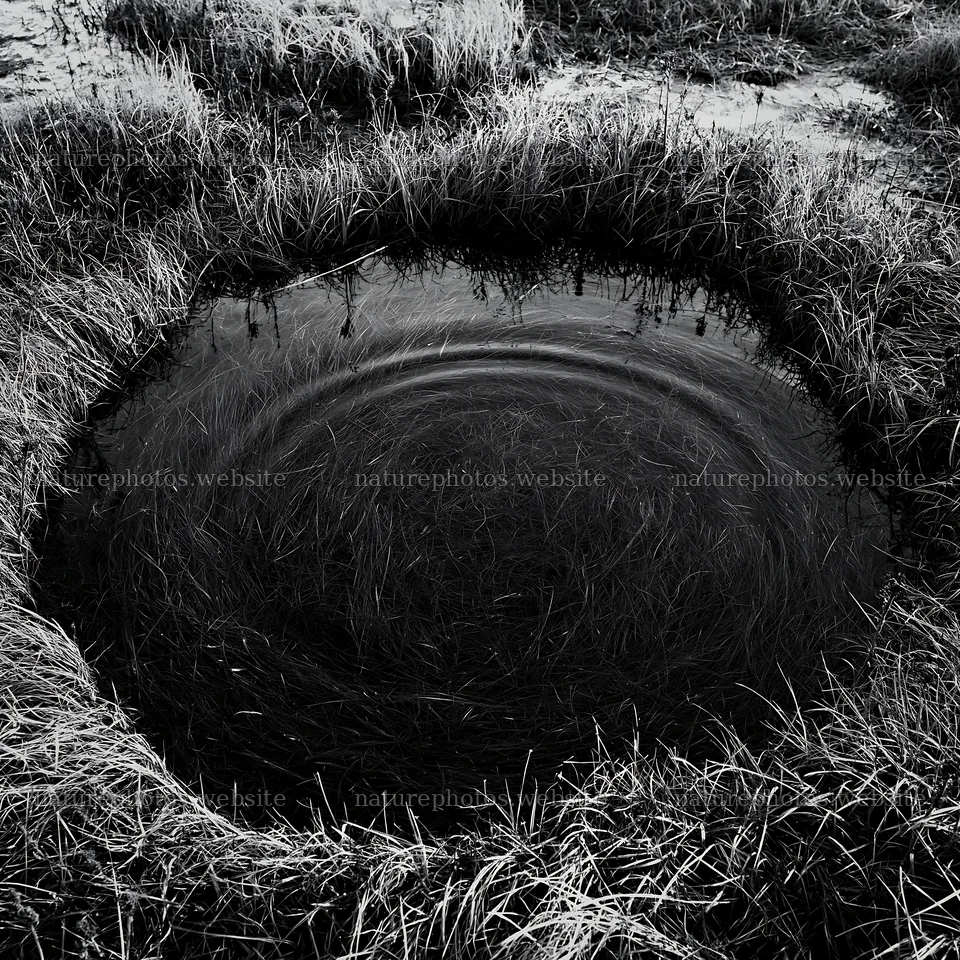 Akita snowmelt meadow with silver grasses and a circular water pool – nature photos 7938x7938