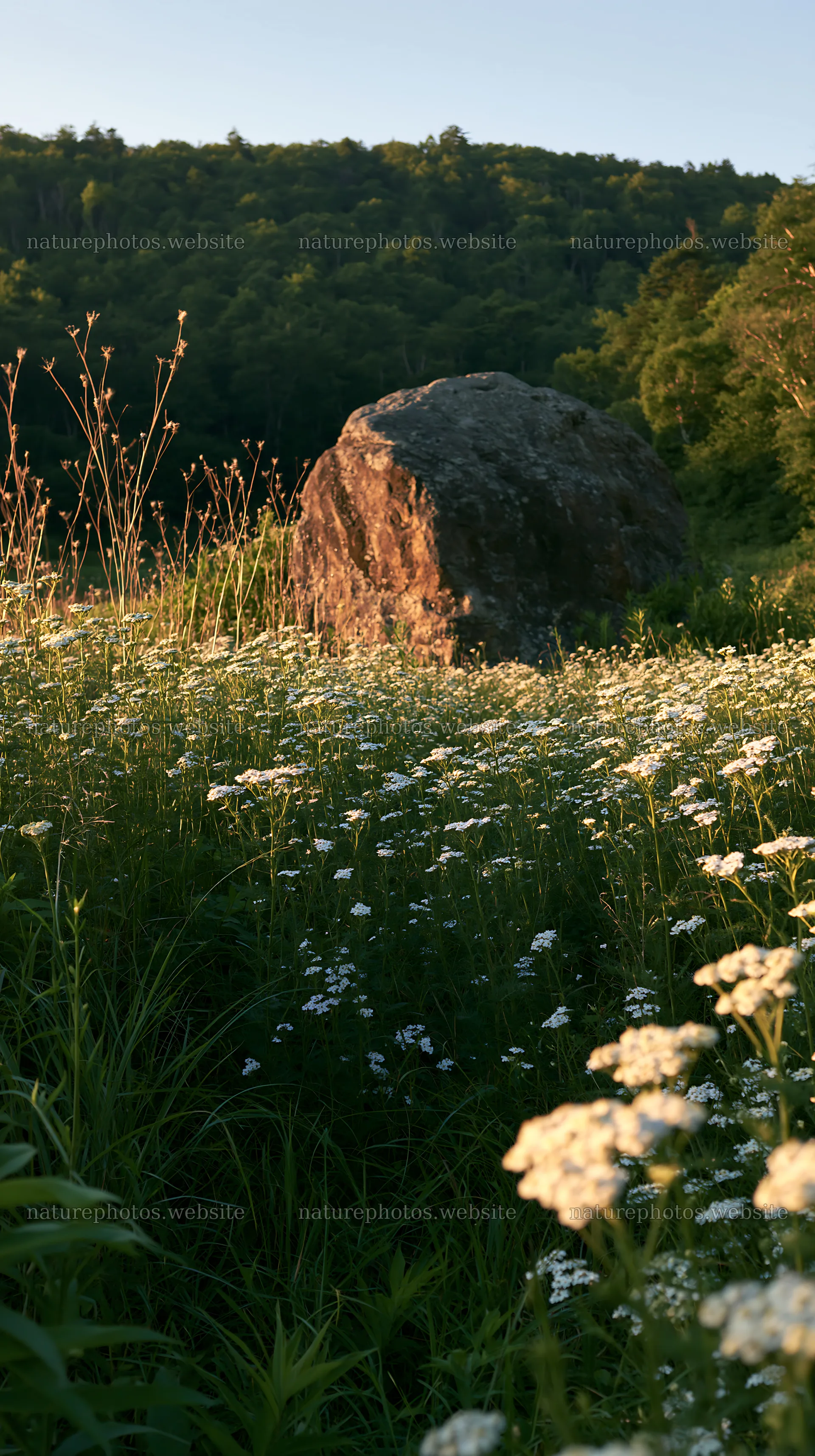 Nagano drought resilient meadow granite boulder in evening light – nature photos 5938x10608