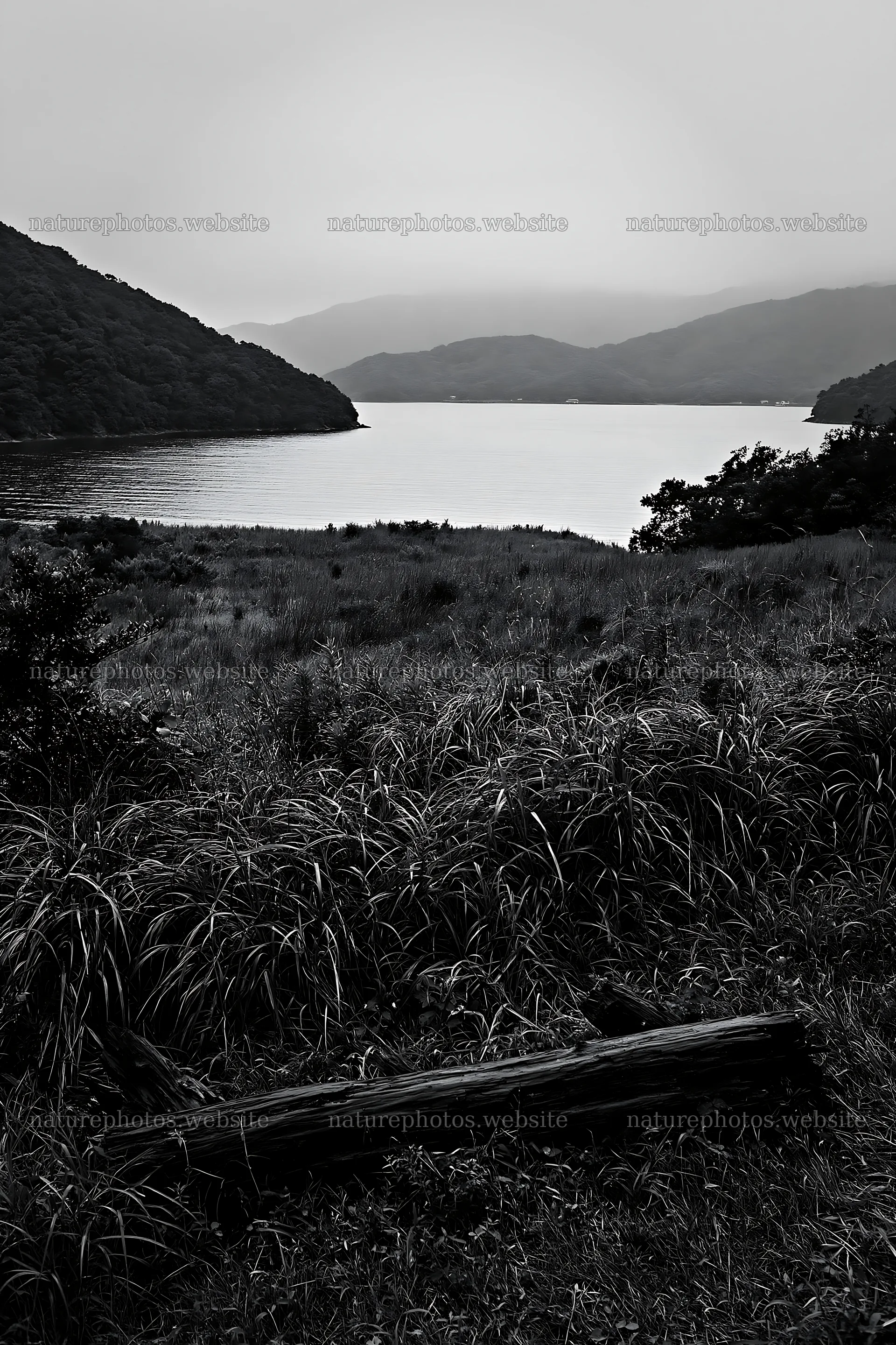 Nagasaki coastal meadow with driftwood in foreground – nature photos 6480x9722
