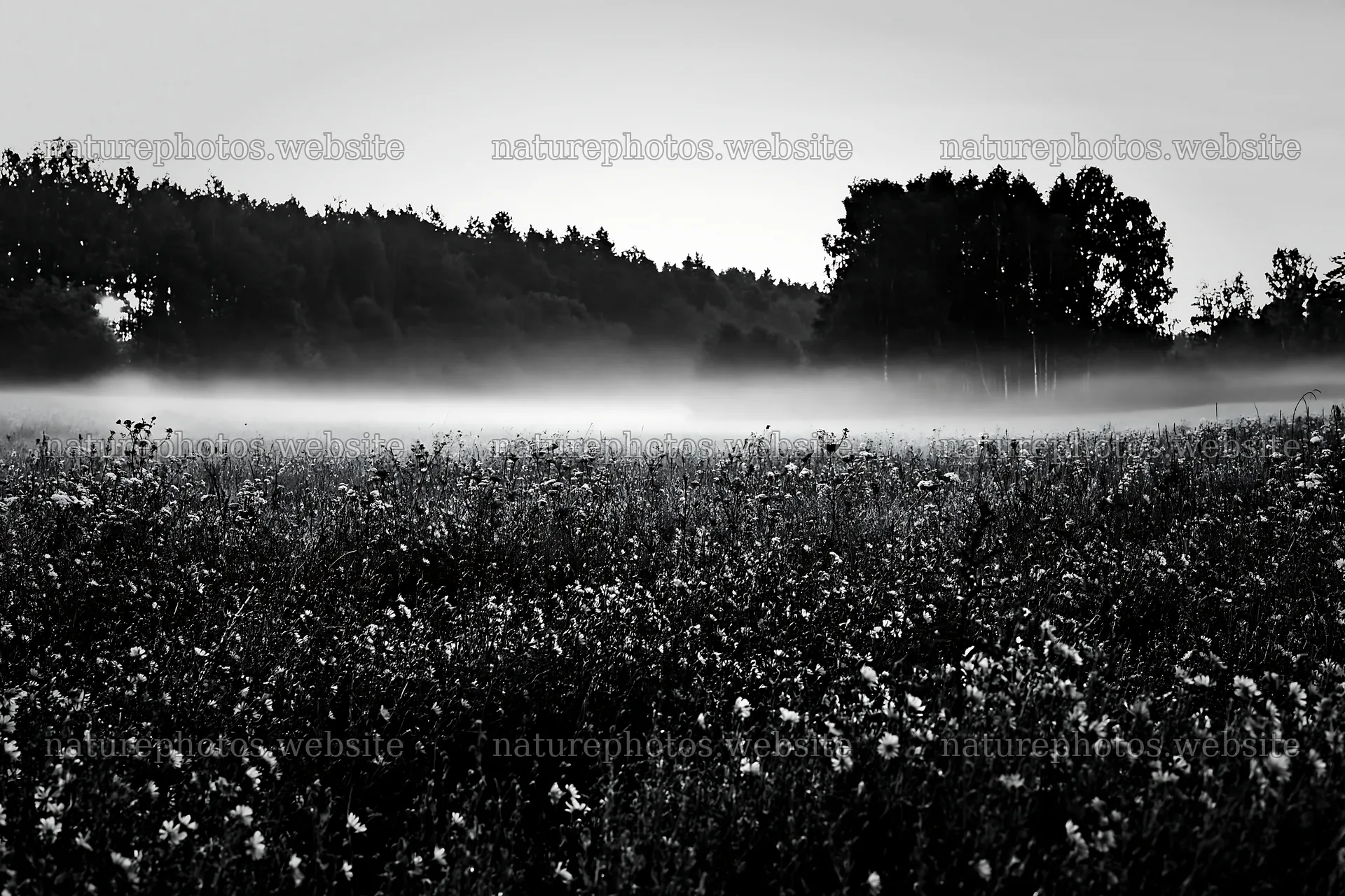 Cornflower meadow at dawn with fog and trees in the background – nature photos 9722x6480