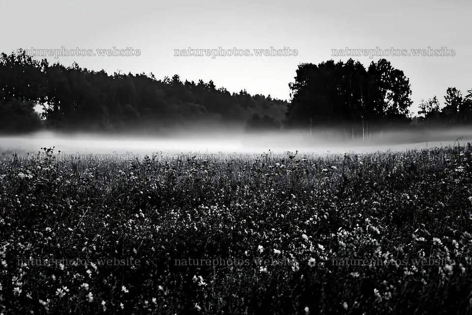 Cornflower meadow at dawn with fog and trees in the background – nature photos 9722x6480
