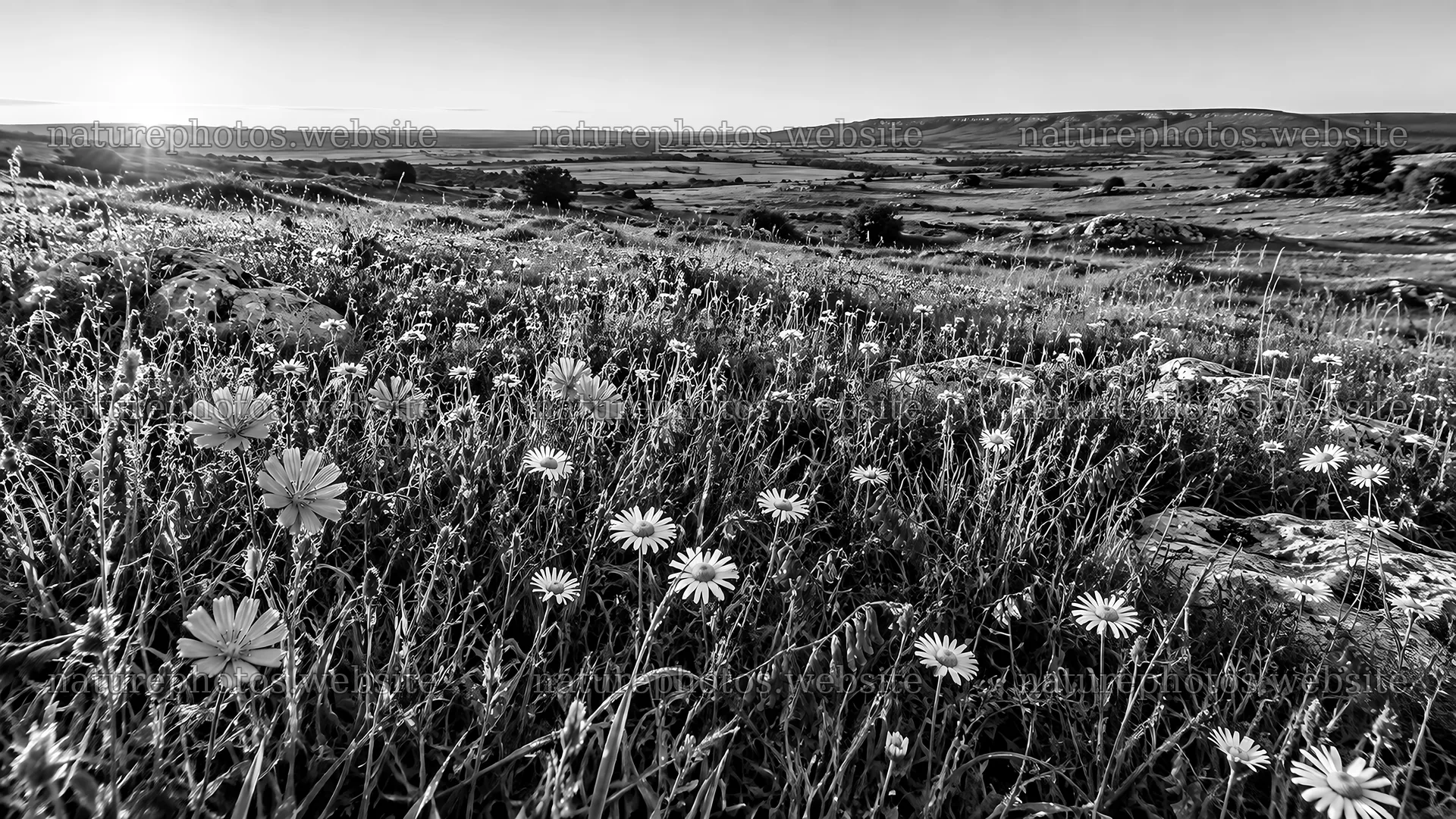 Black-and-White Wildflower Meadow at Sunrise – nature photos 10324x5812