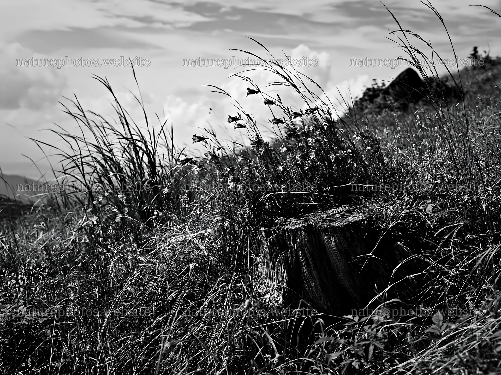 Fukushima native meadow with weathered stump – nature photos 9174x6866