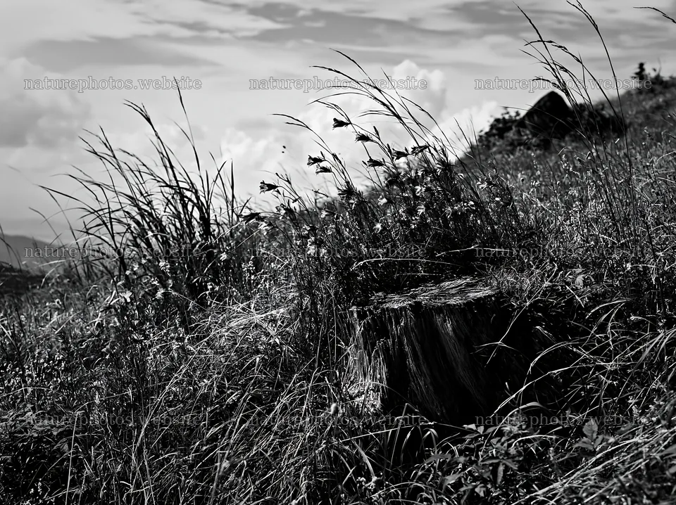 Fukushima native meadow with weathered stump – nature photos 9174x6866