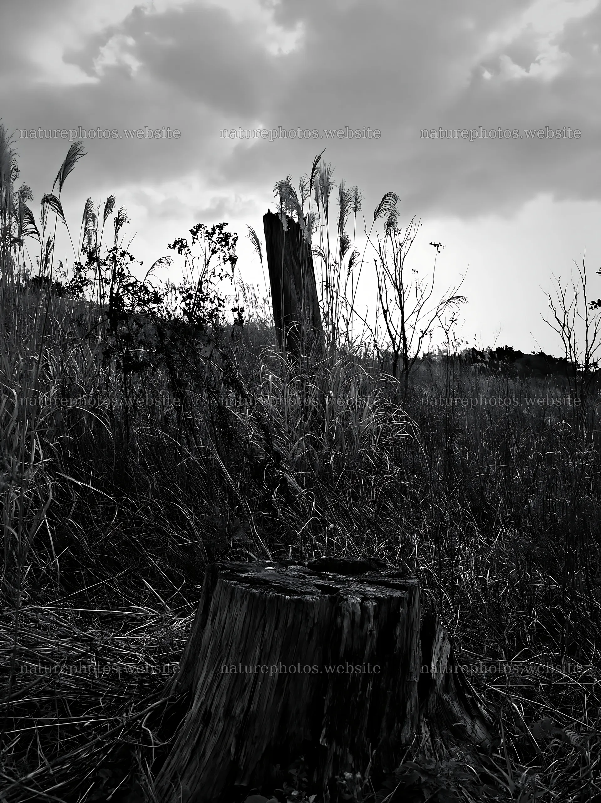 Fukushima native meadow with weathered stump in dry grass – nature photos 6866x9174
