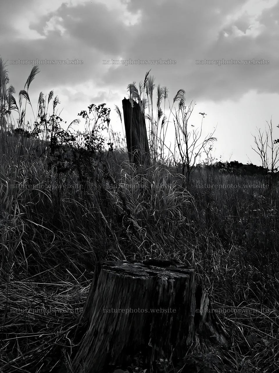 Fukushima native meadow with weathered stump in dry grass – nature photos 6866x9174