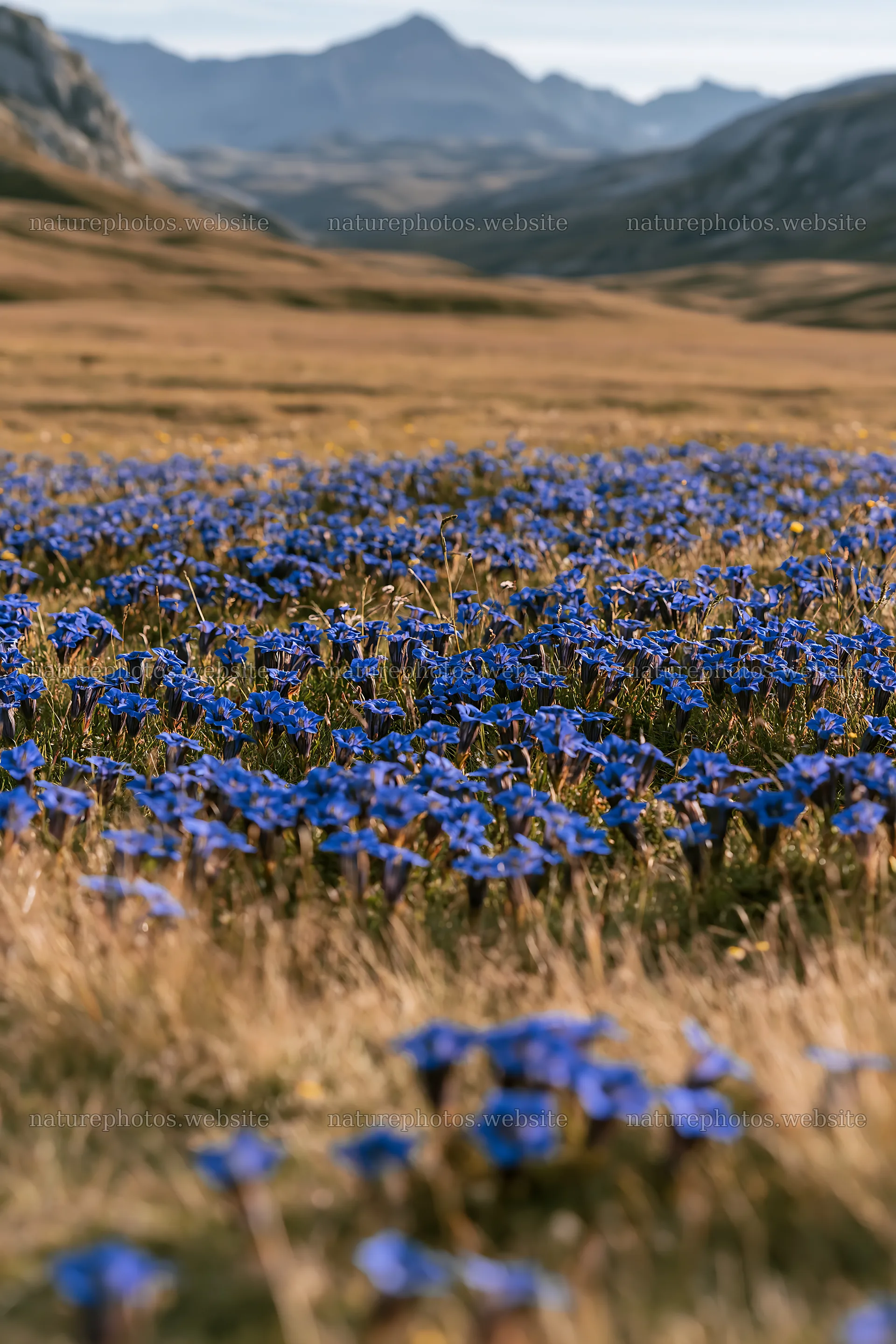 Swiss alpine meadow with blue flowers and mountains – nature photos 6480x9722