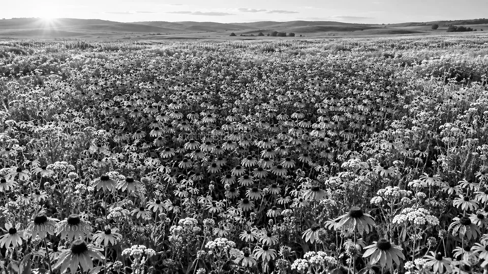 Monochrome Wildflower Meadow and Rolling Hills – nature photos 10324x5812