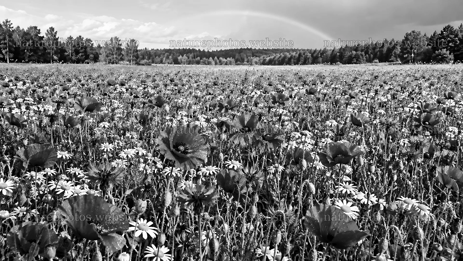 Monochrome Flower Meadow at a Forest Edge – nature photos 10324x5812