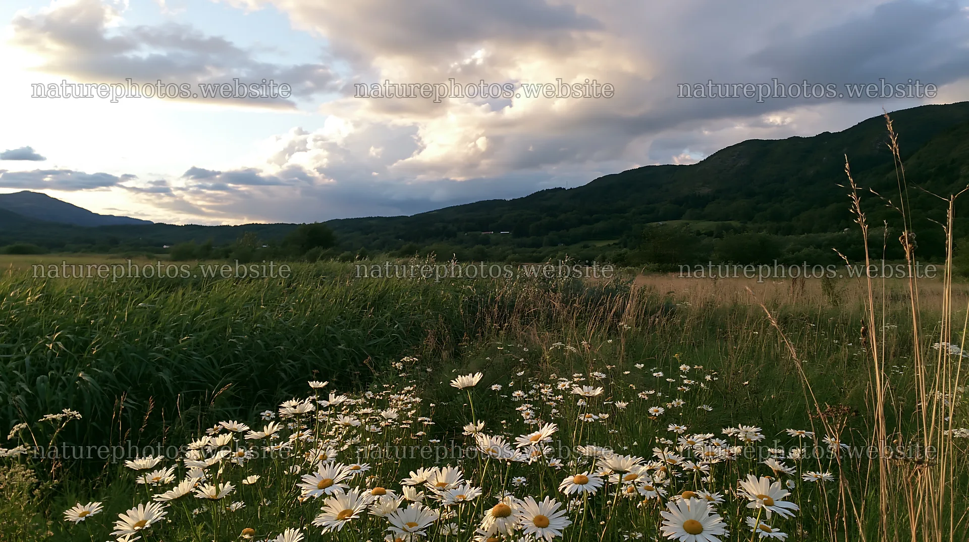 Saga floodplain meadow with reed foreground and wildflowers – nature photos 10608x5938