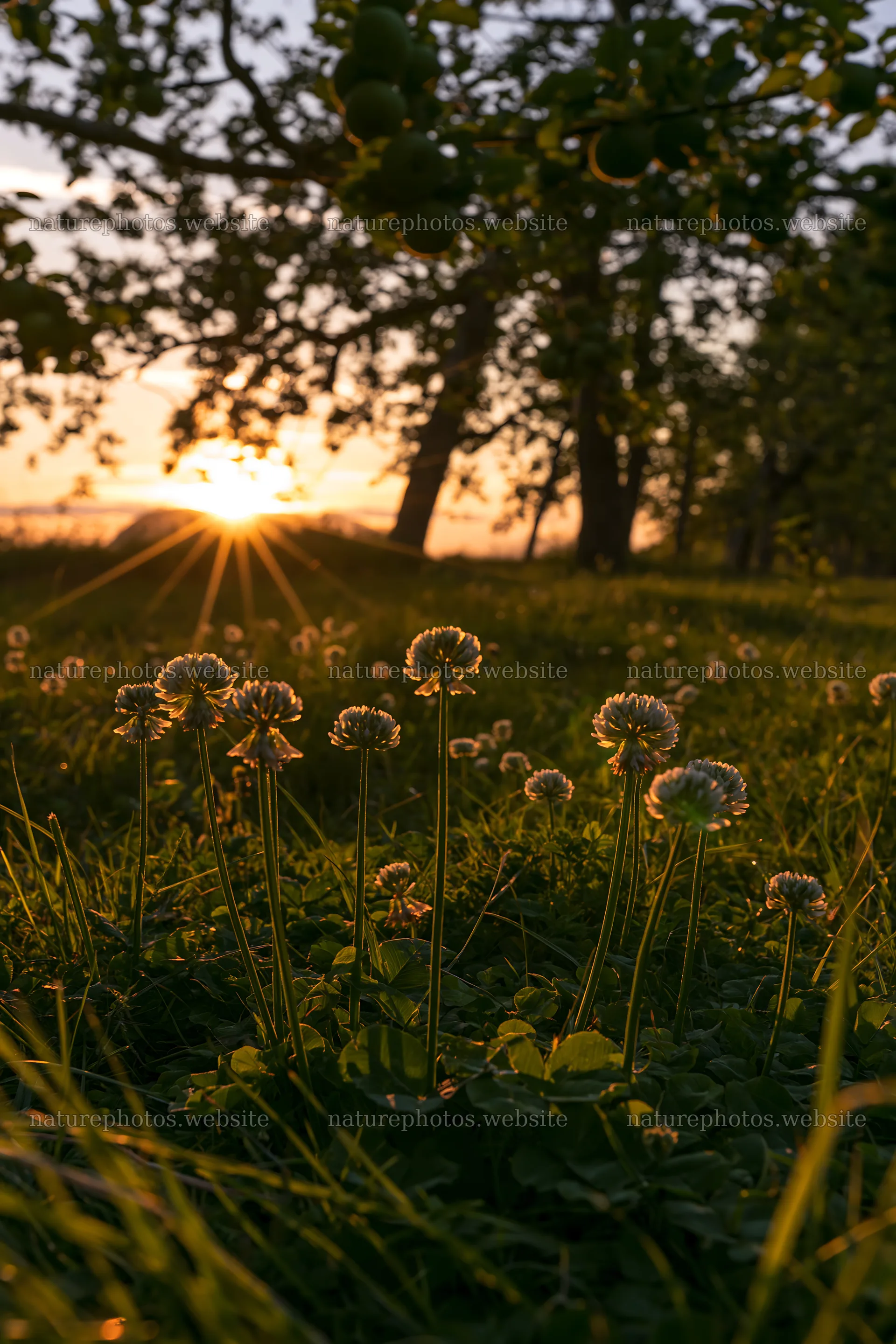 Clover flowers in a meadow during sunset near apple trees – nature photos 6480x9722