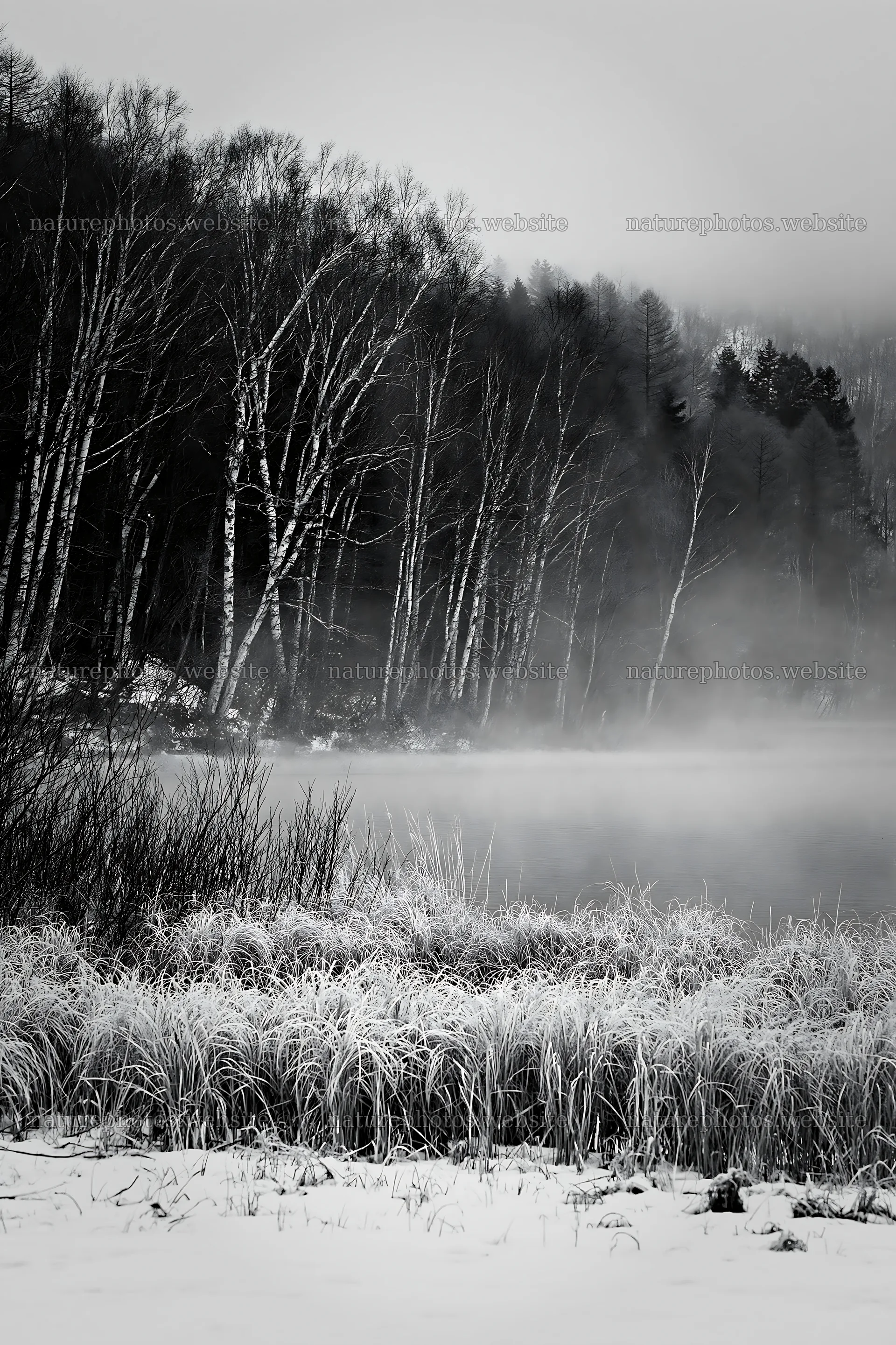 Snowy lakeside meadow with trees and fog – nature photos 6480x9722