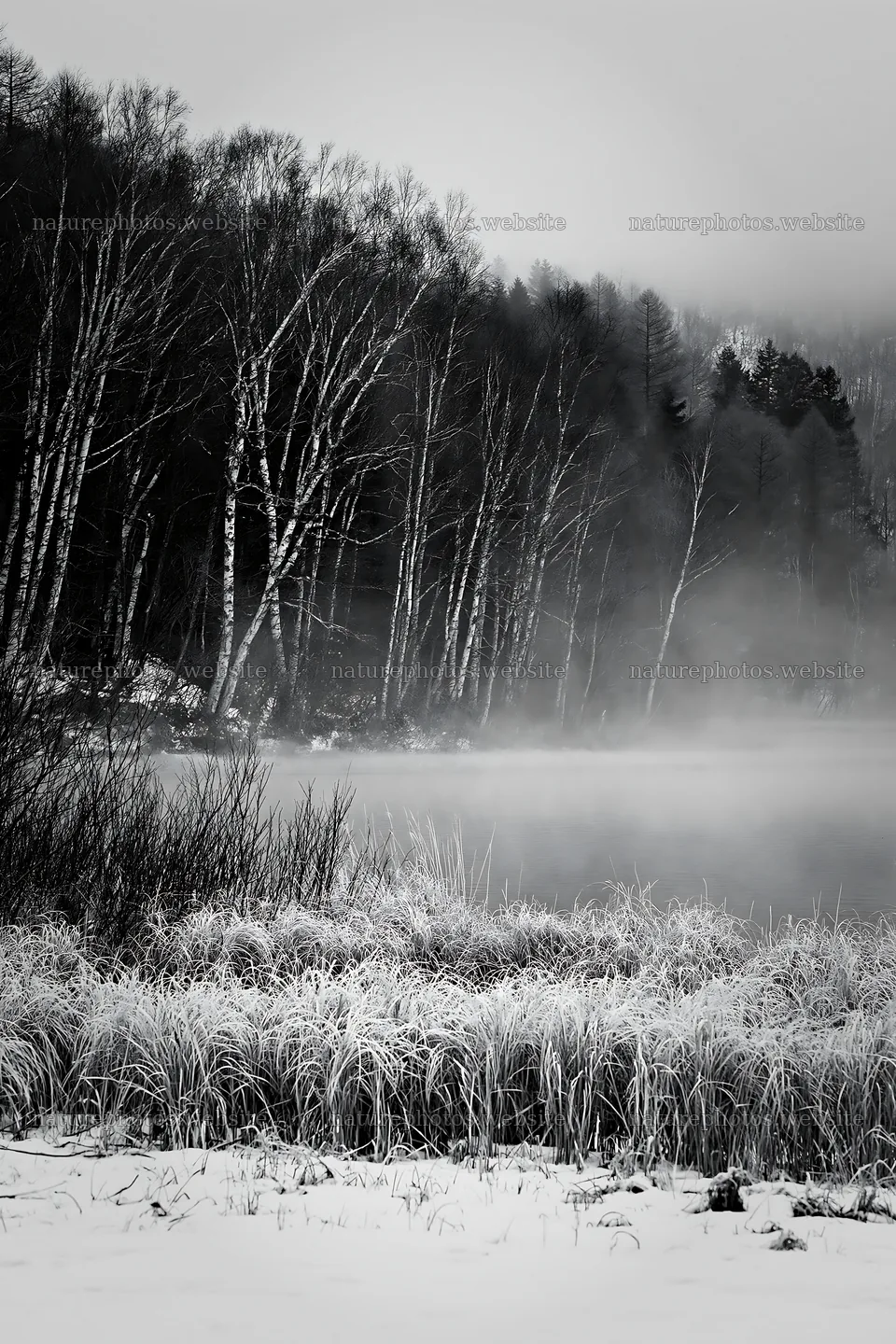 Snowy lakeside meadow with trees and fog – nature photos 6480x9722