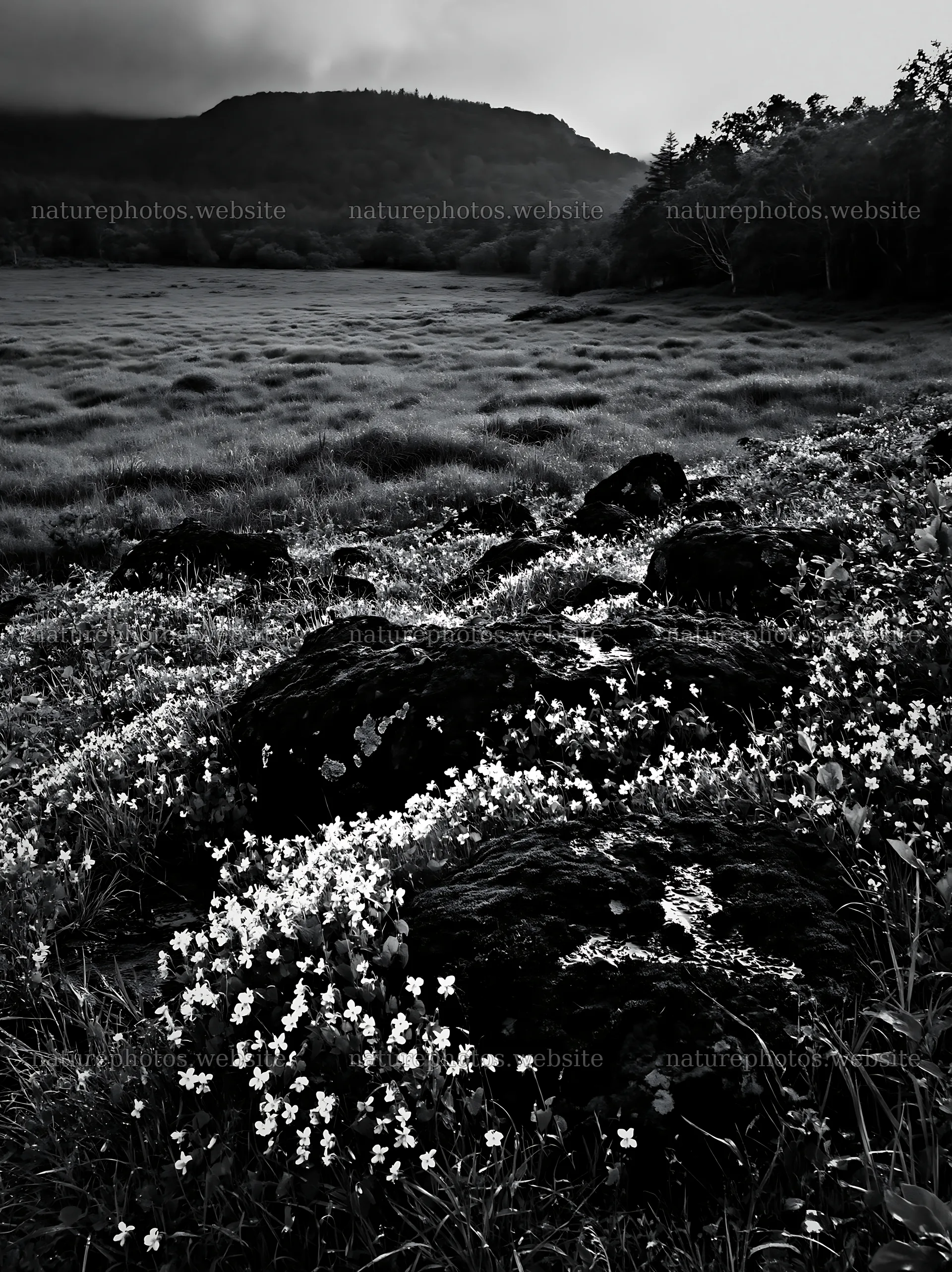 Miyagi spring recovery meadow mossy stone with flowers and grass – nature photos 6866x9174