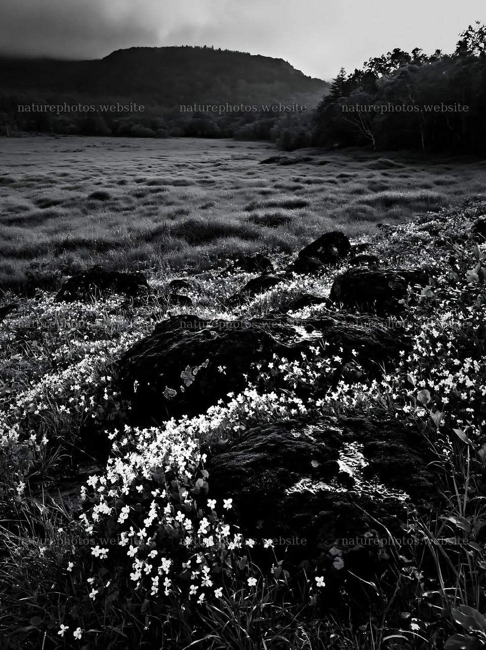 Miyagi spring recovery meadow mossy stone with flowers and grass – nature photos 6866x9174