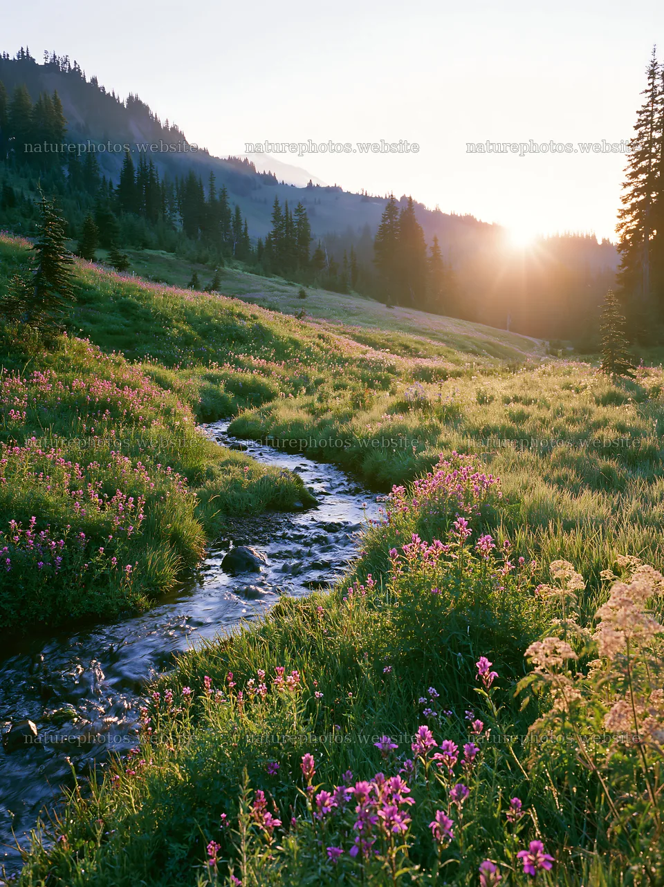 Mount Rainier wildflower meadow sunrise with stream – nature photos 6866x9174