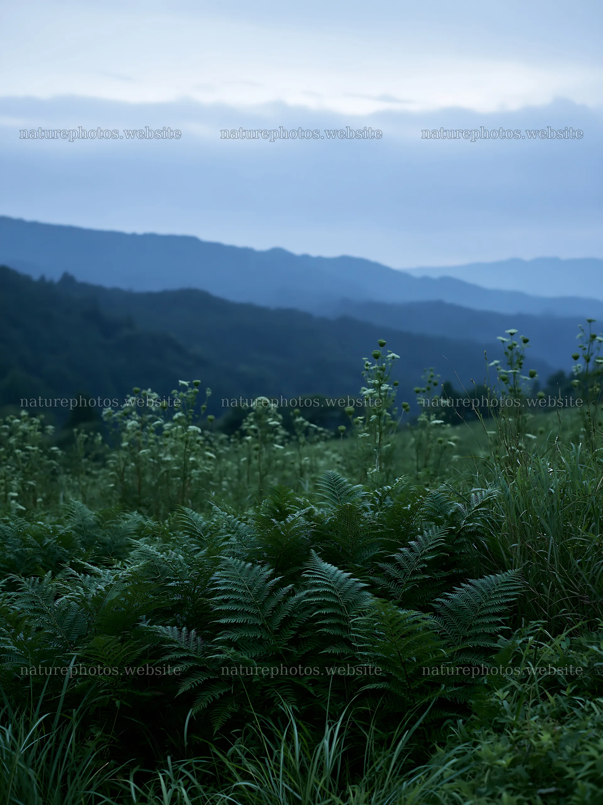 Nara summer meadow with fern foreground at dusk – nature photos 6866x9174