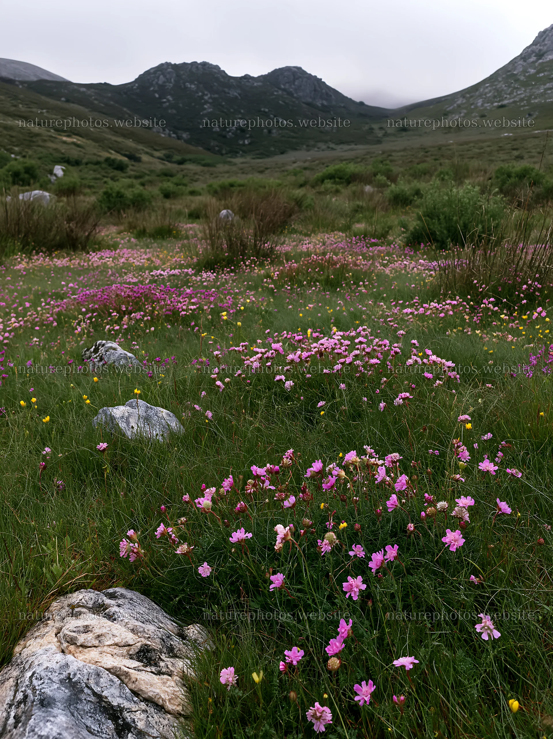 Cloudy rockrose meadow in the mountains with colorful flowers – nature photos 6866x9174