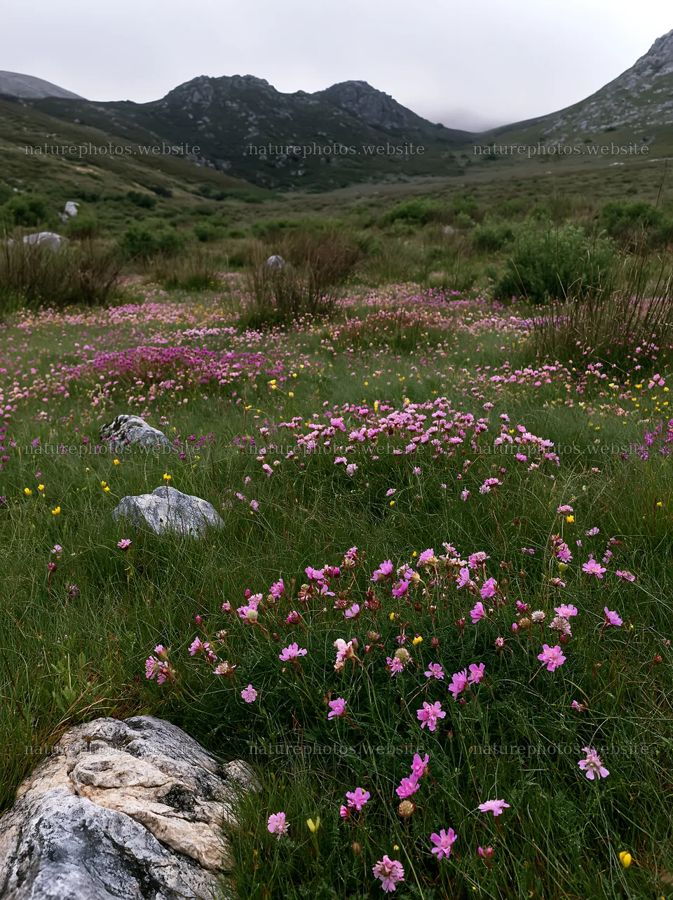 Cloudy rockrose meadow in the mountains with colorful flowers – nature photos 6866x9174