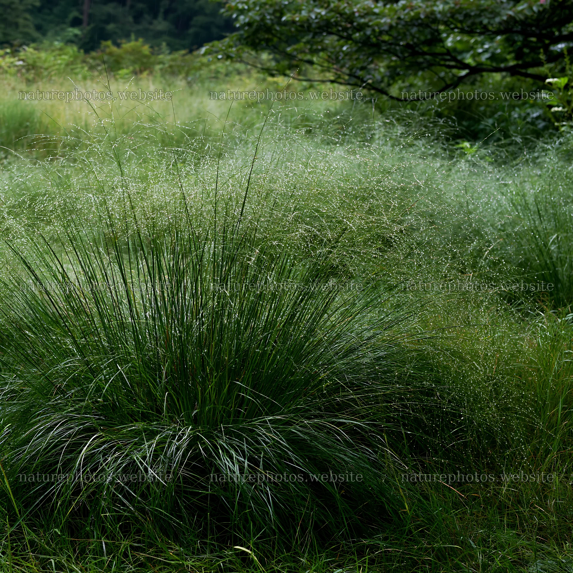 Iwate rain refreshed meadow seedhead foreground – nature photos 7938x7938