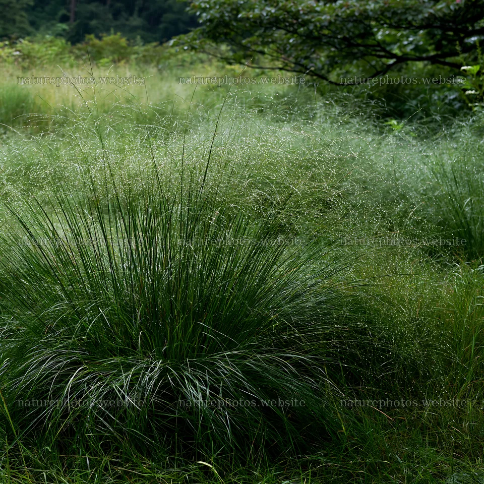 Iwate rain refreshed meadow seedhead foreground – nature photos 7938x7938