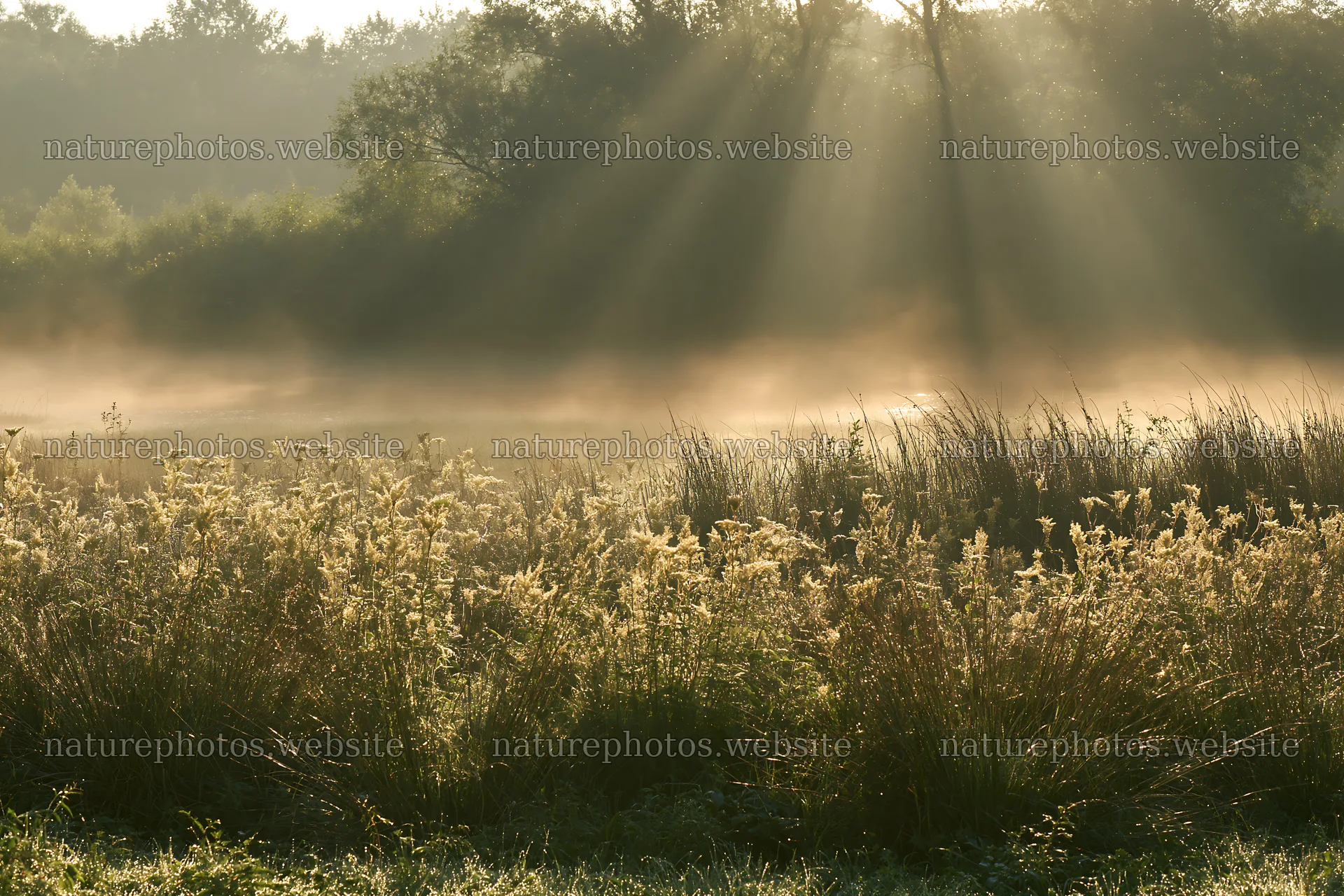 Morning dew on a meadow with sunlight and mist – nature photos 9722x6480