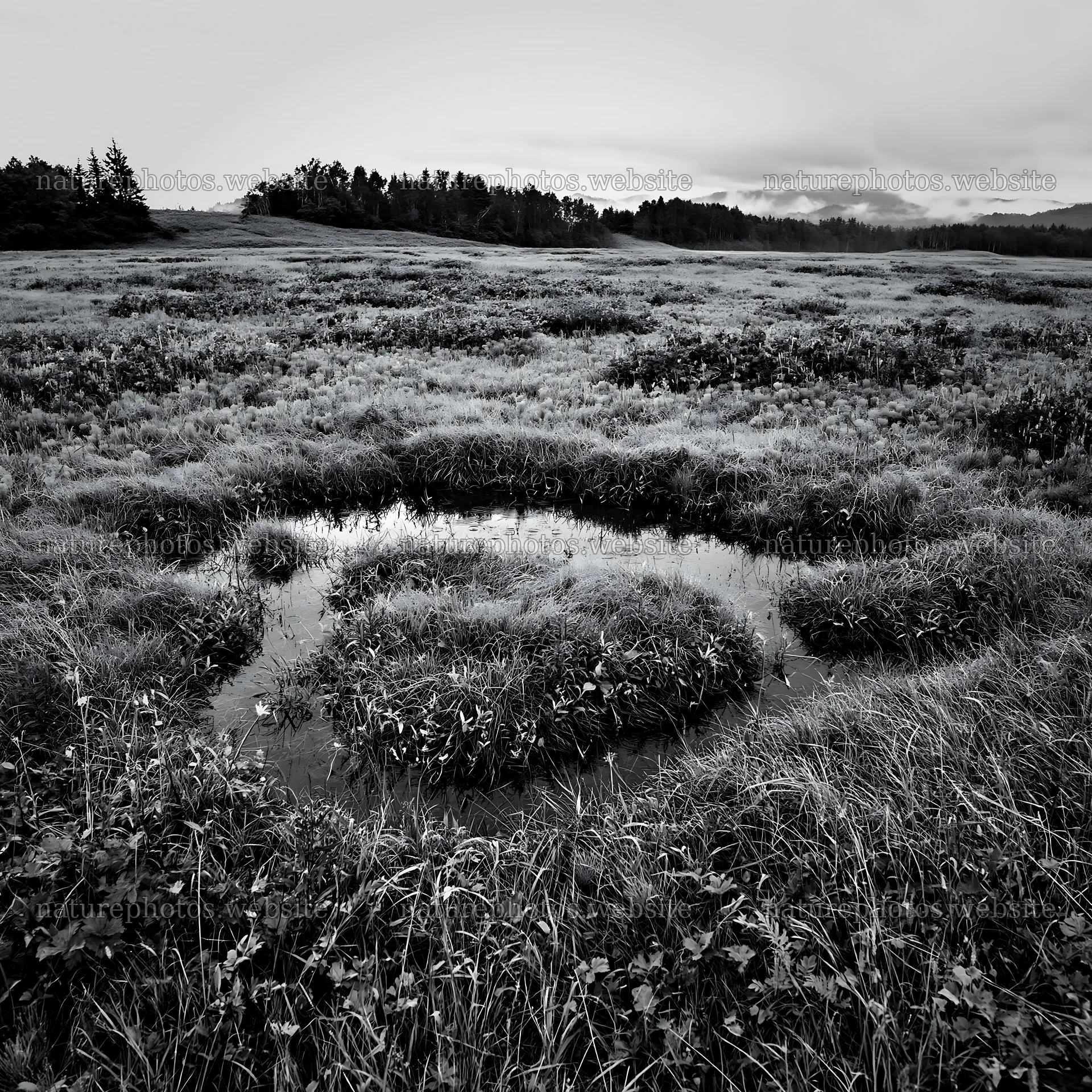 Expansive Hokkaido restoration meadow with dewdrops – nature photos 7938x7938