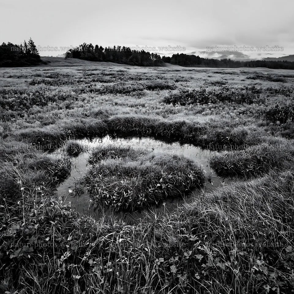 Expansive Hokkaido restoration meadow with dewdrops – nature photos 7938x7938
