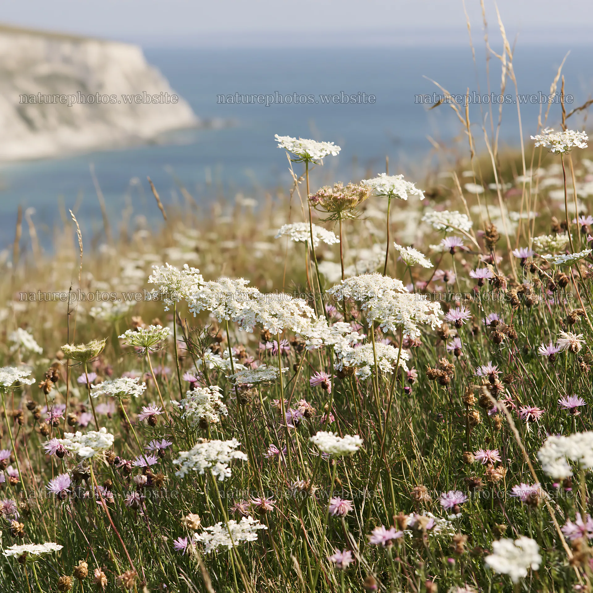 Clifftop meadow with flowers overlooking the ocean – nature photos 7938x7938