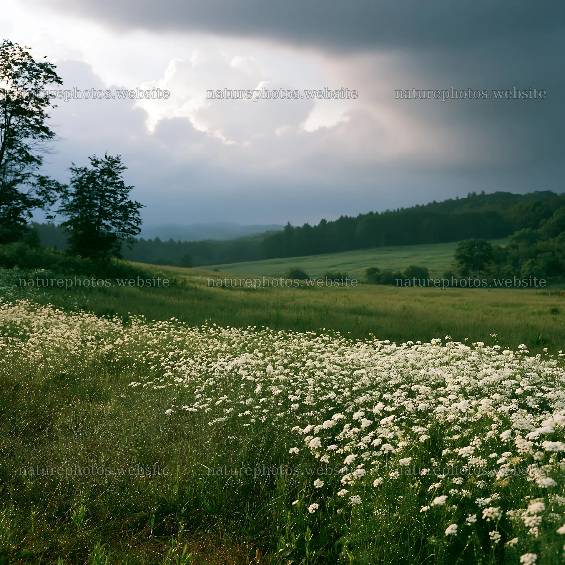 Expansive Hokkaido restoration meadow with dewdrops – nature photos 7938x7938