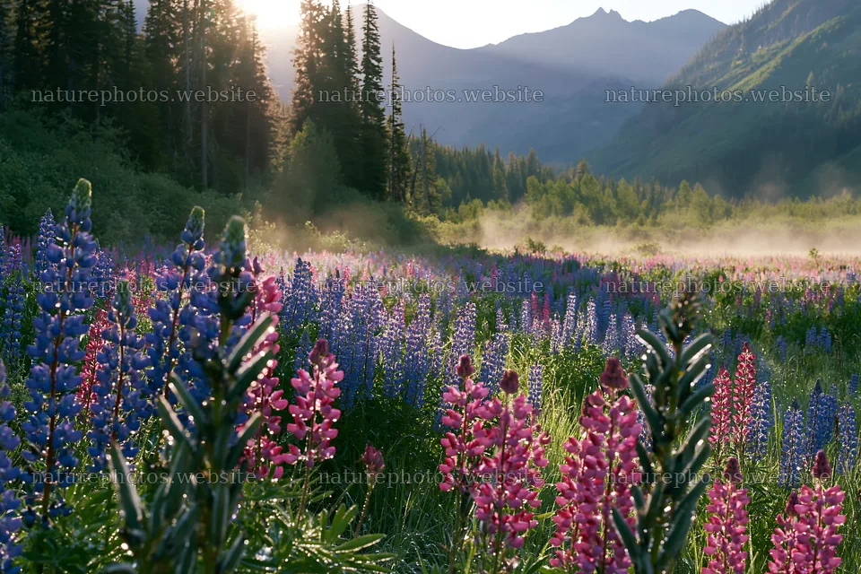 Colorful lupine meadow at sunrise in the mountains – nature photos 9722x6480
