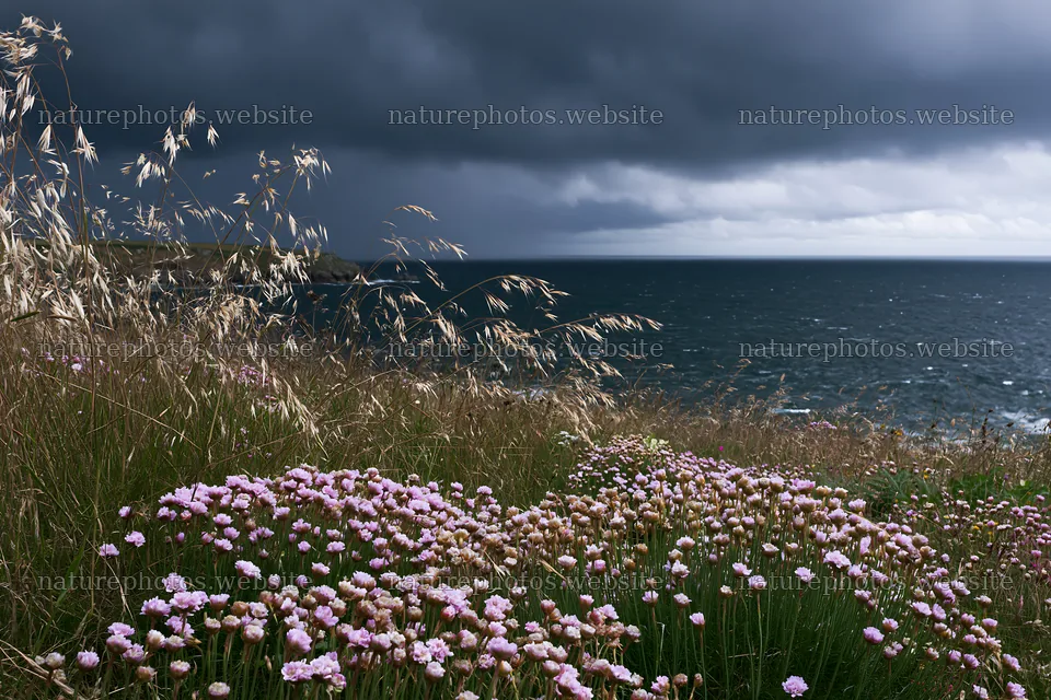 Meadow with seedheads alongside stormy sea and dark clouds – nature photos 9722x6480