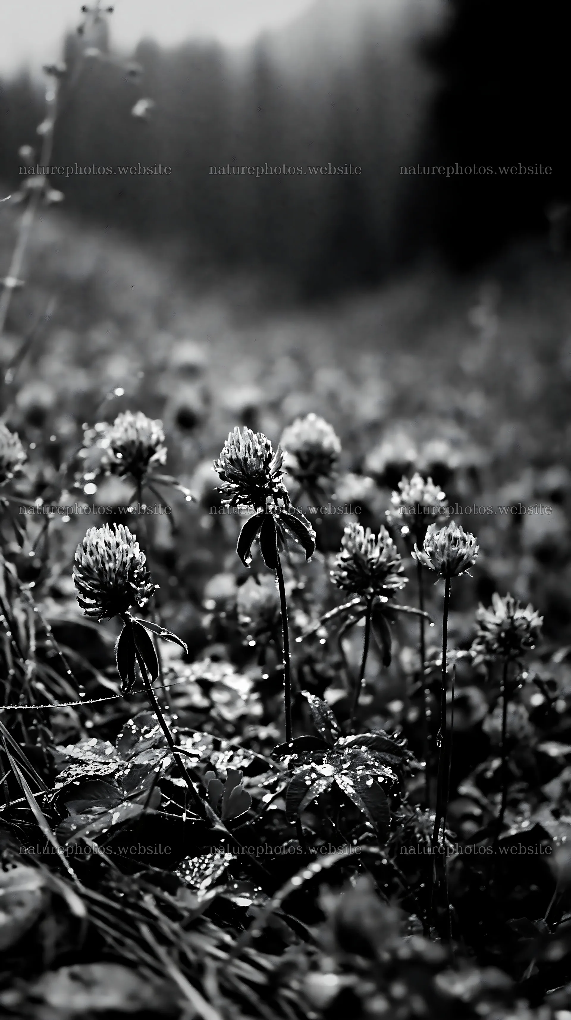 Rainy valley meadow with blooming purple flowers – nature photos 5938x10608