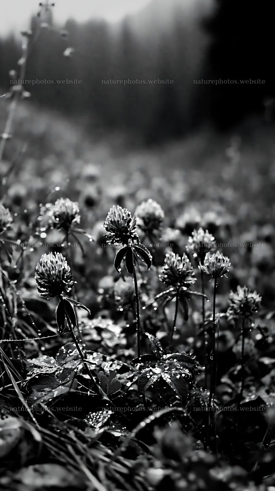 Rainy valley meadow with blooming purple flowers – nature photos 5938x10608