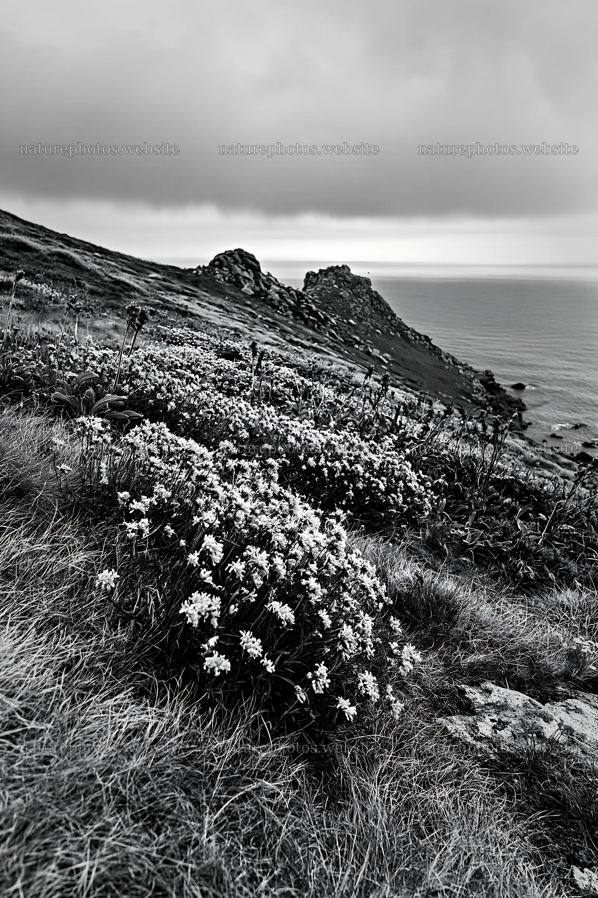 Coastal cliff meadow with purple flowers near the ocean – nature photos 6480x9722