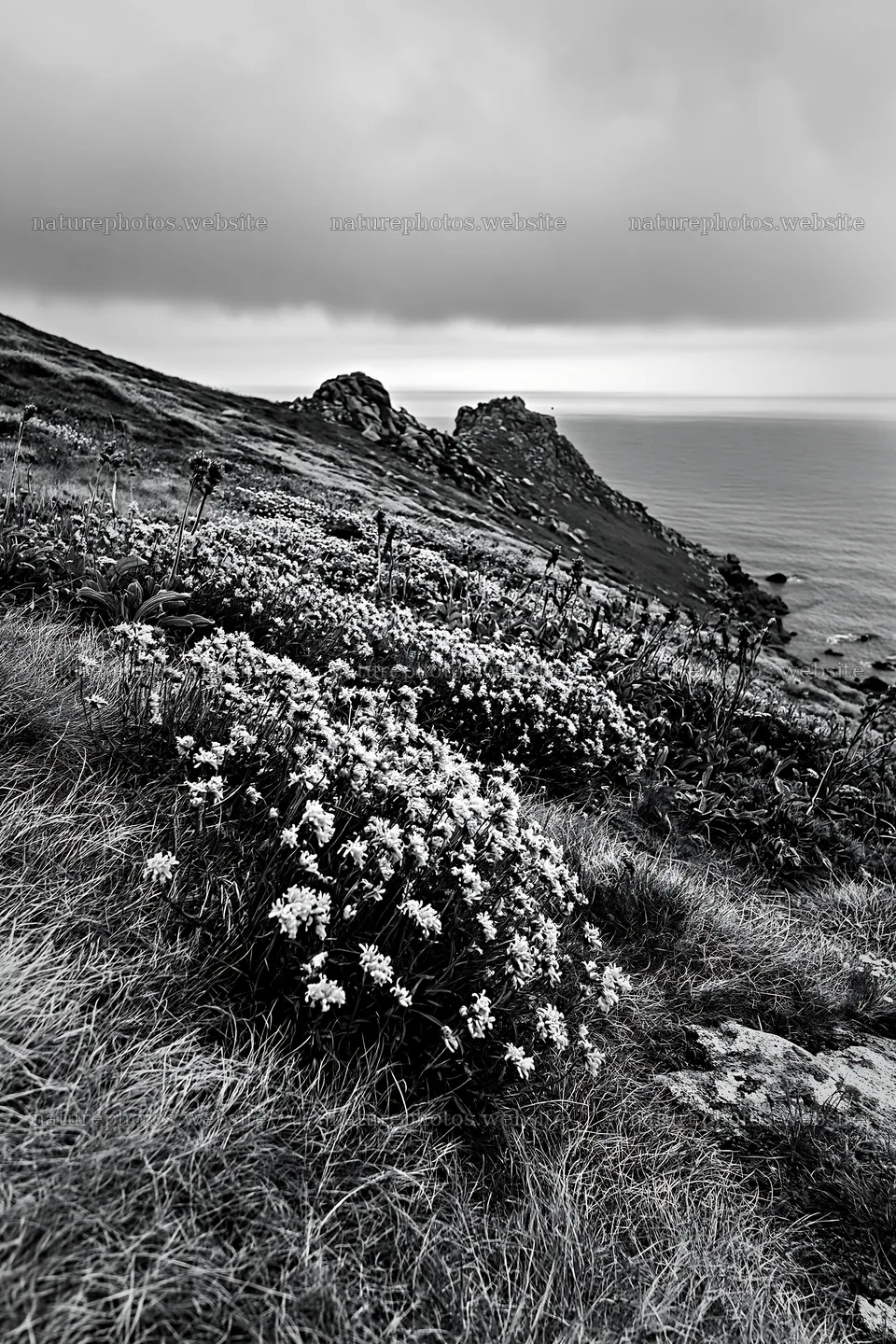 Coastal cliff meadow with purple flowers near the ocean – nature photos 6480x9722