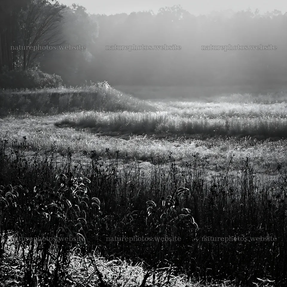 Aichi restored meadow autumn seedheads foreground – nature photos 7938x7938