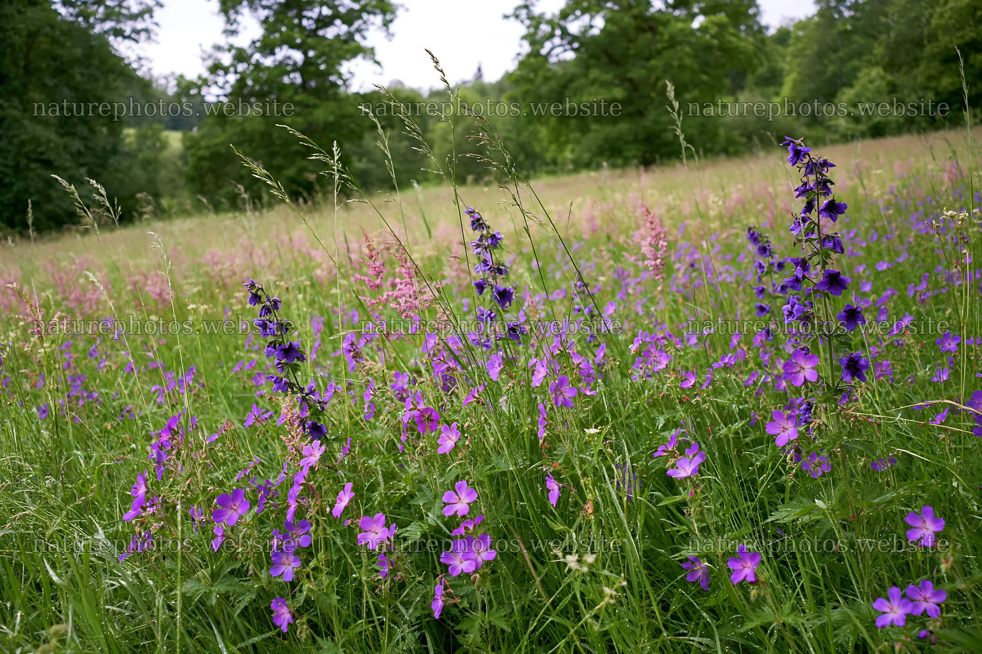 Colorful flowers in a tall grass meadow – nature photos 9722x6480