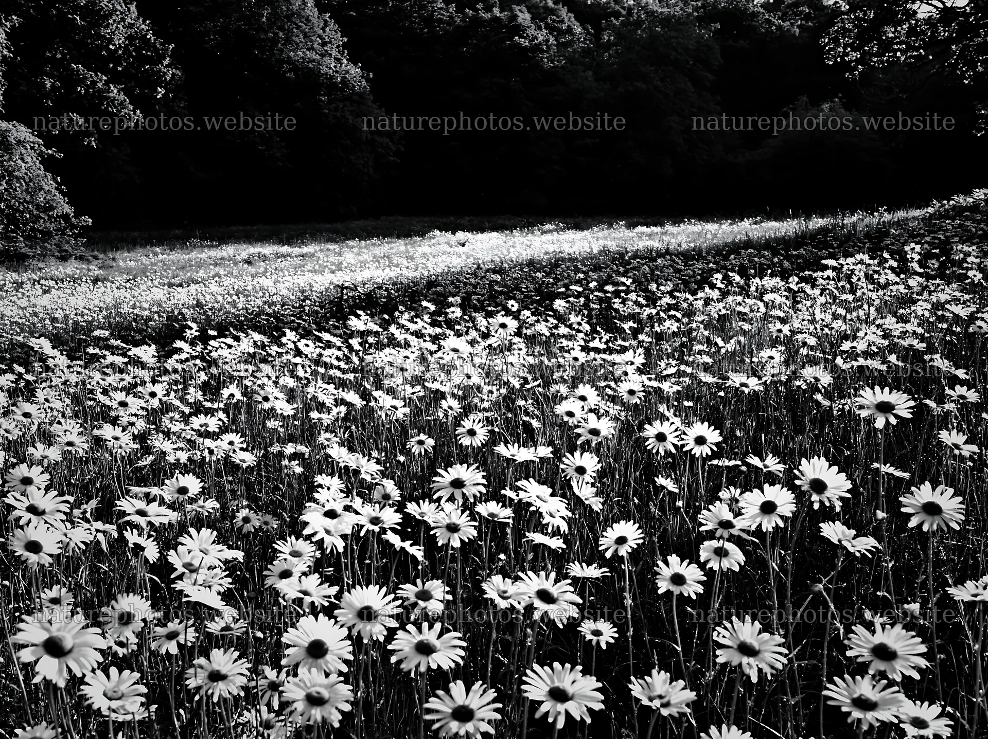 Meadow of daisies at forest edge during daylight – nature photos 9174x6866