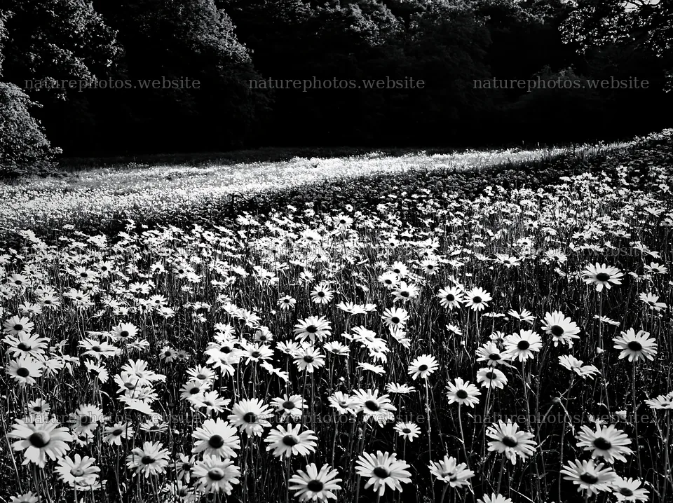 Meadow of daisies at forest edge during daylight – nature photos 9174x6866
