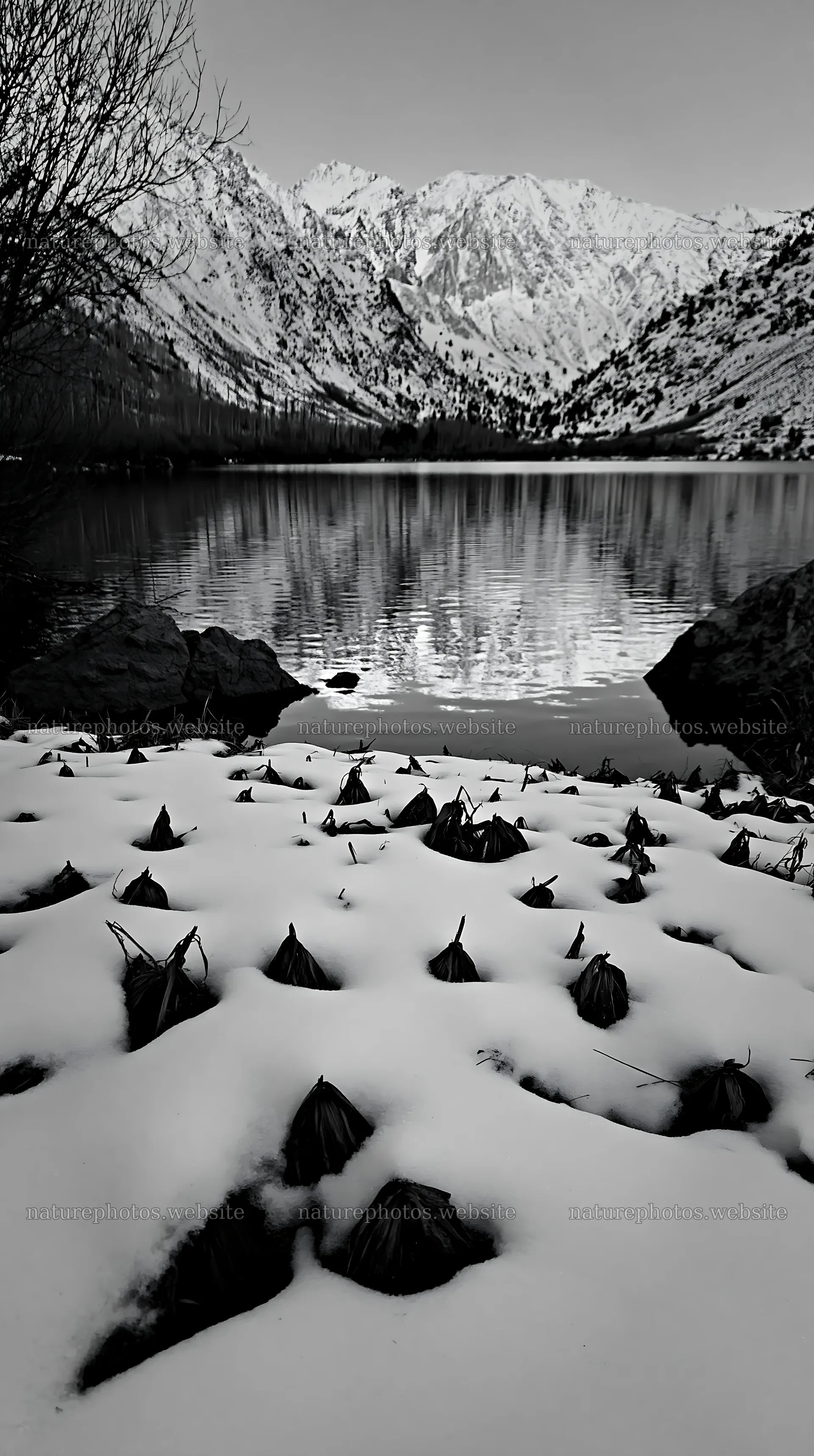 Lakeside meadow after first snowfall during sunset – nature photos 5938x10608