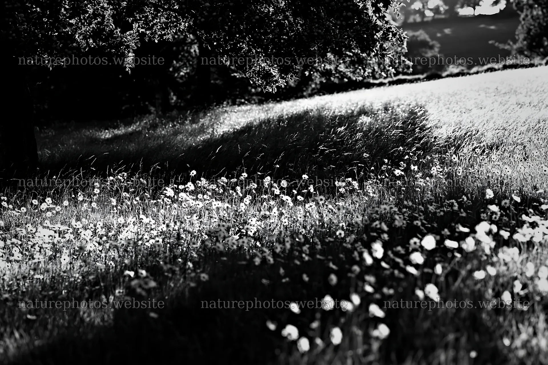 Daisy meadow under apple trees during daylight – nature photos 9722x6480