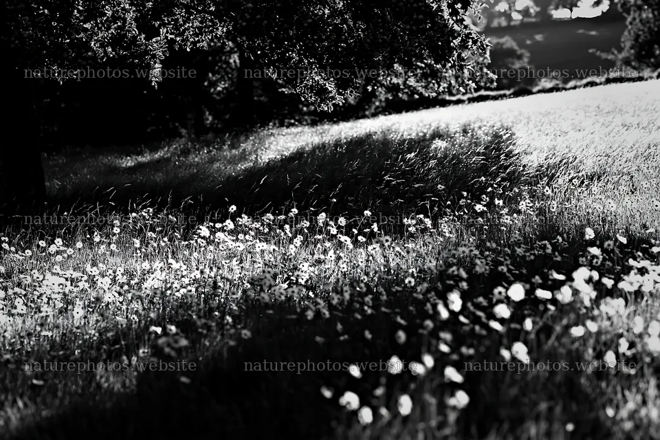 Daisy meadow under apple trees during daylight – nature photos 9722x6480
