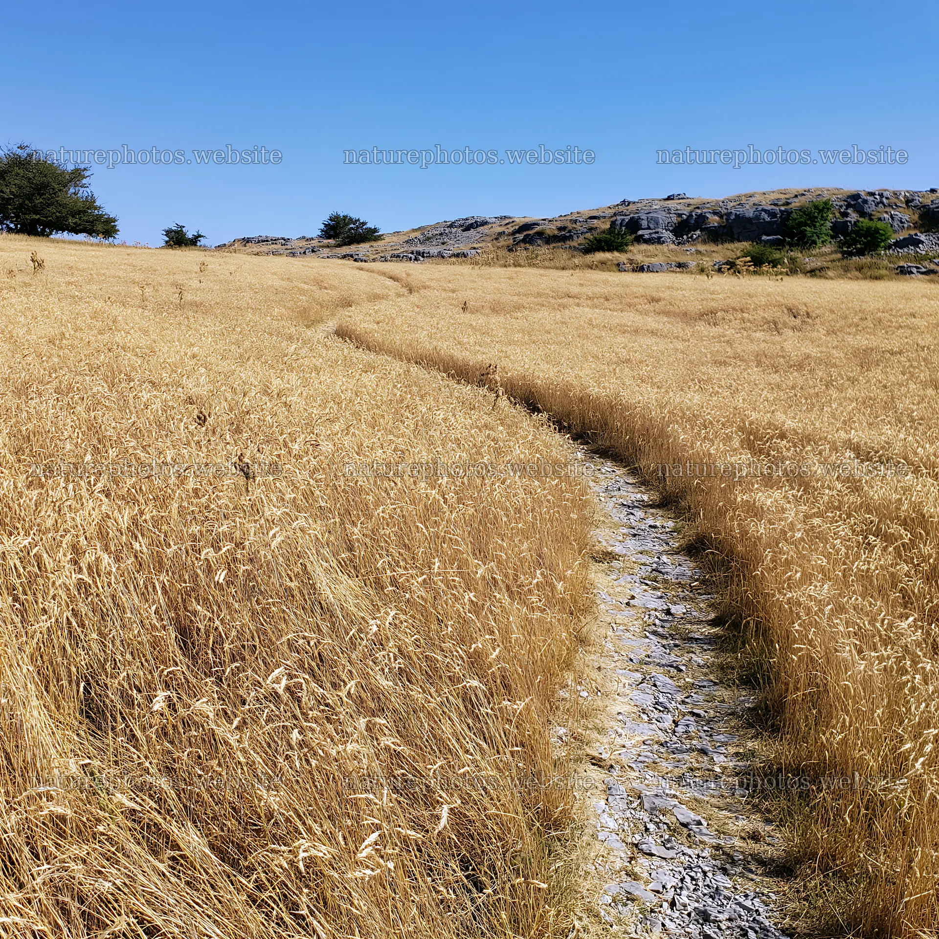 Meadow with seedheads and winding path on sunny day – nature photos 7938x7938