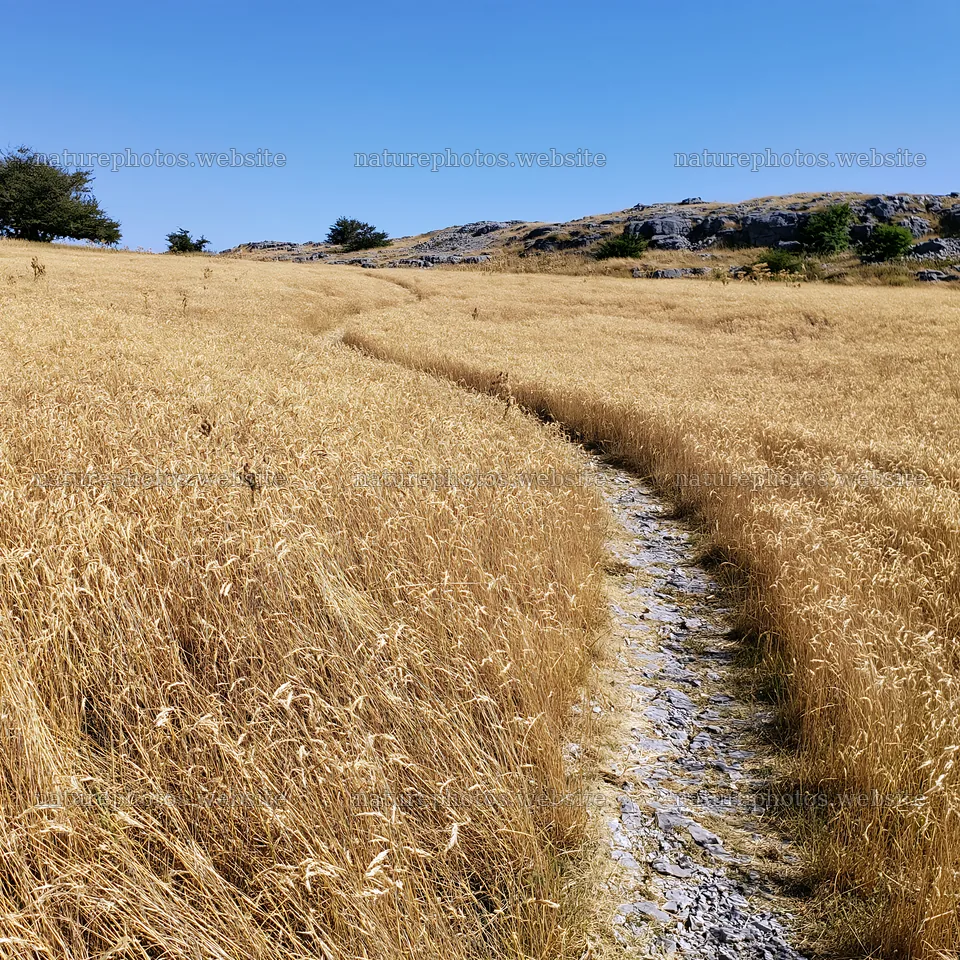 Meadow with seedheads and winding path on sunny day – nature photos 7938x7938