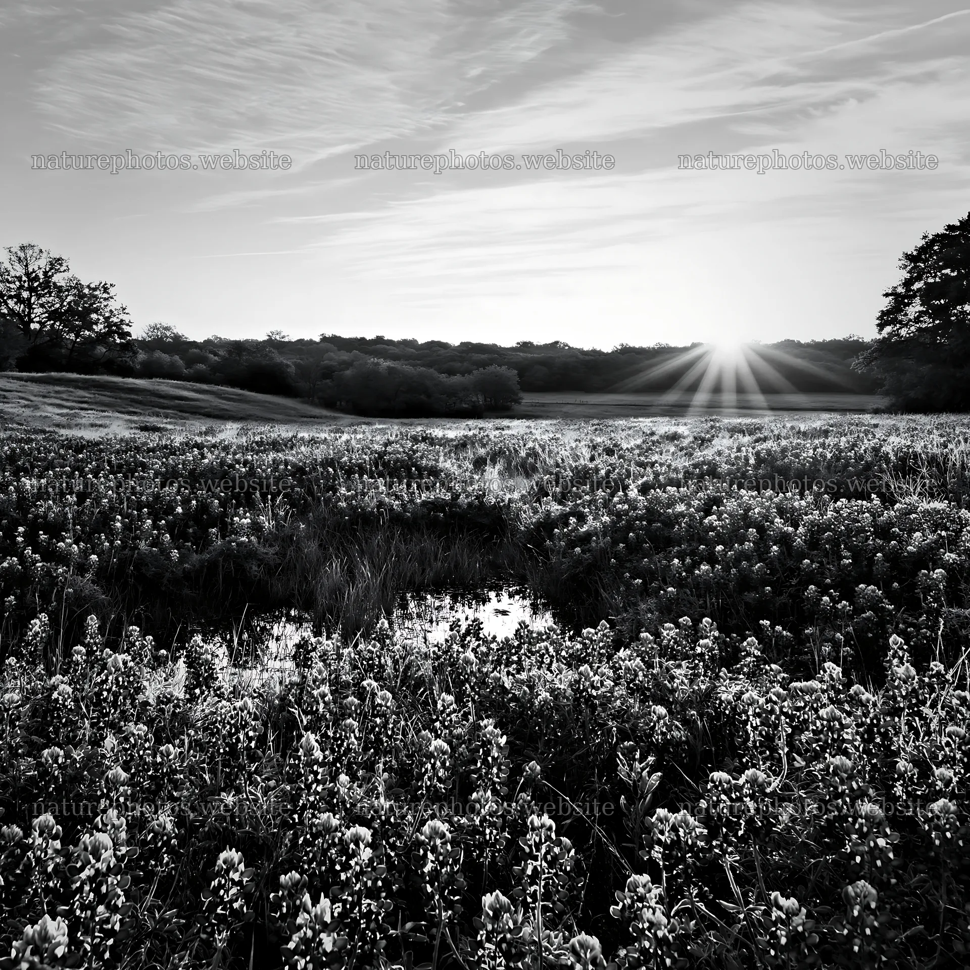 Bluebonnet meadow at sunrise with black and white effect – nature photos 7938x7938