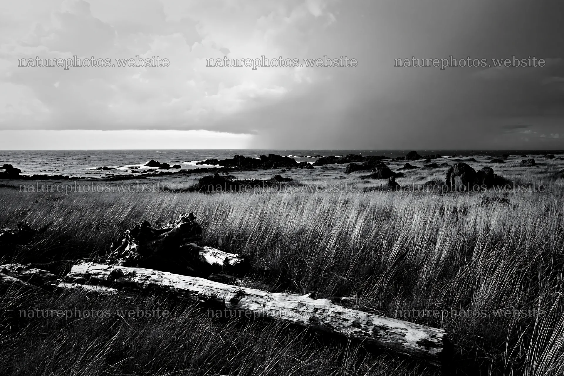 Ishikawa coastal meadow with storm washed driftwood – nature photos 9722x6480