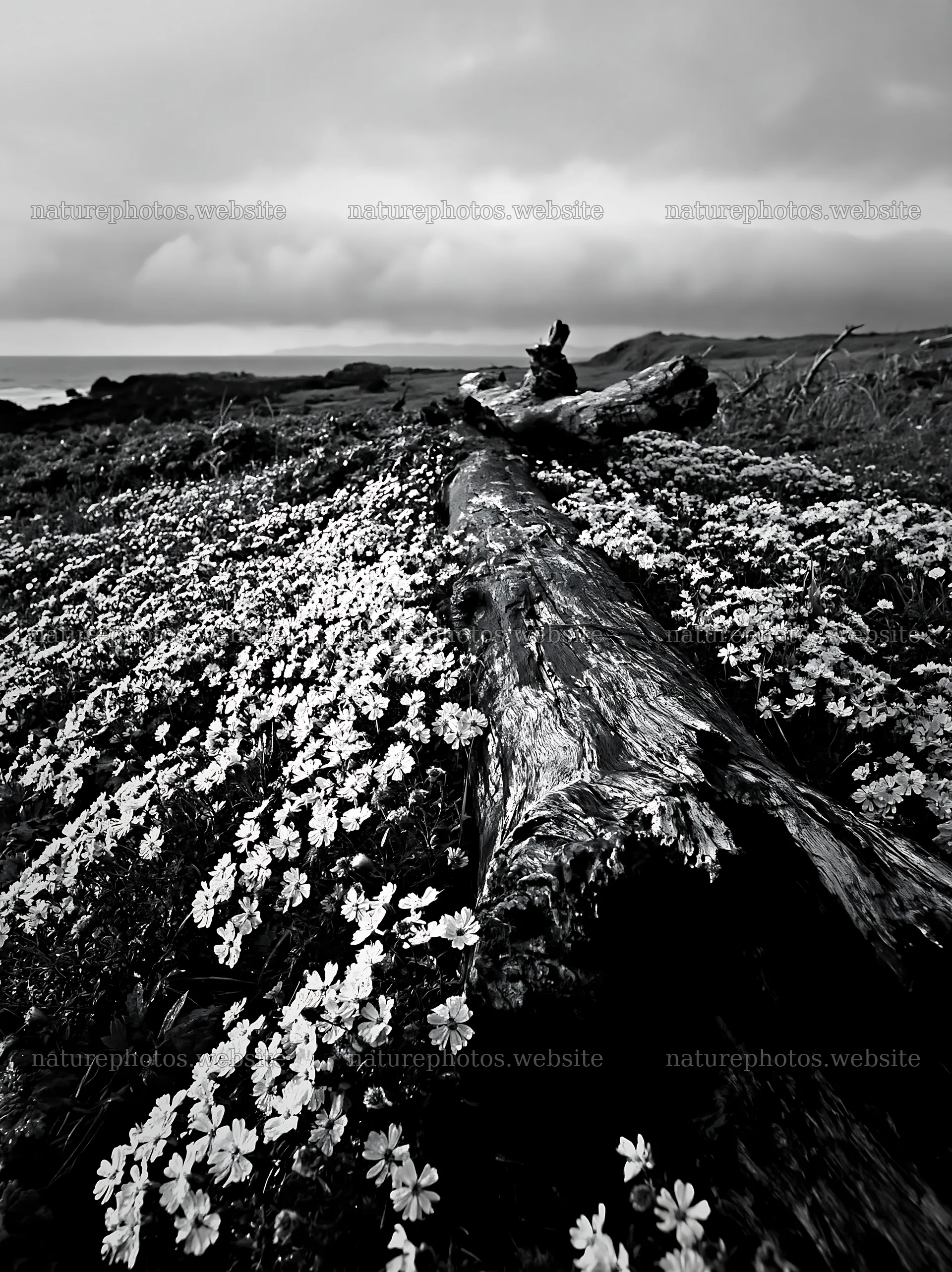 Ishikawa coastal meadow with driftwood washed ashore – nature photos 6866x9174