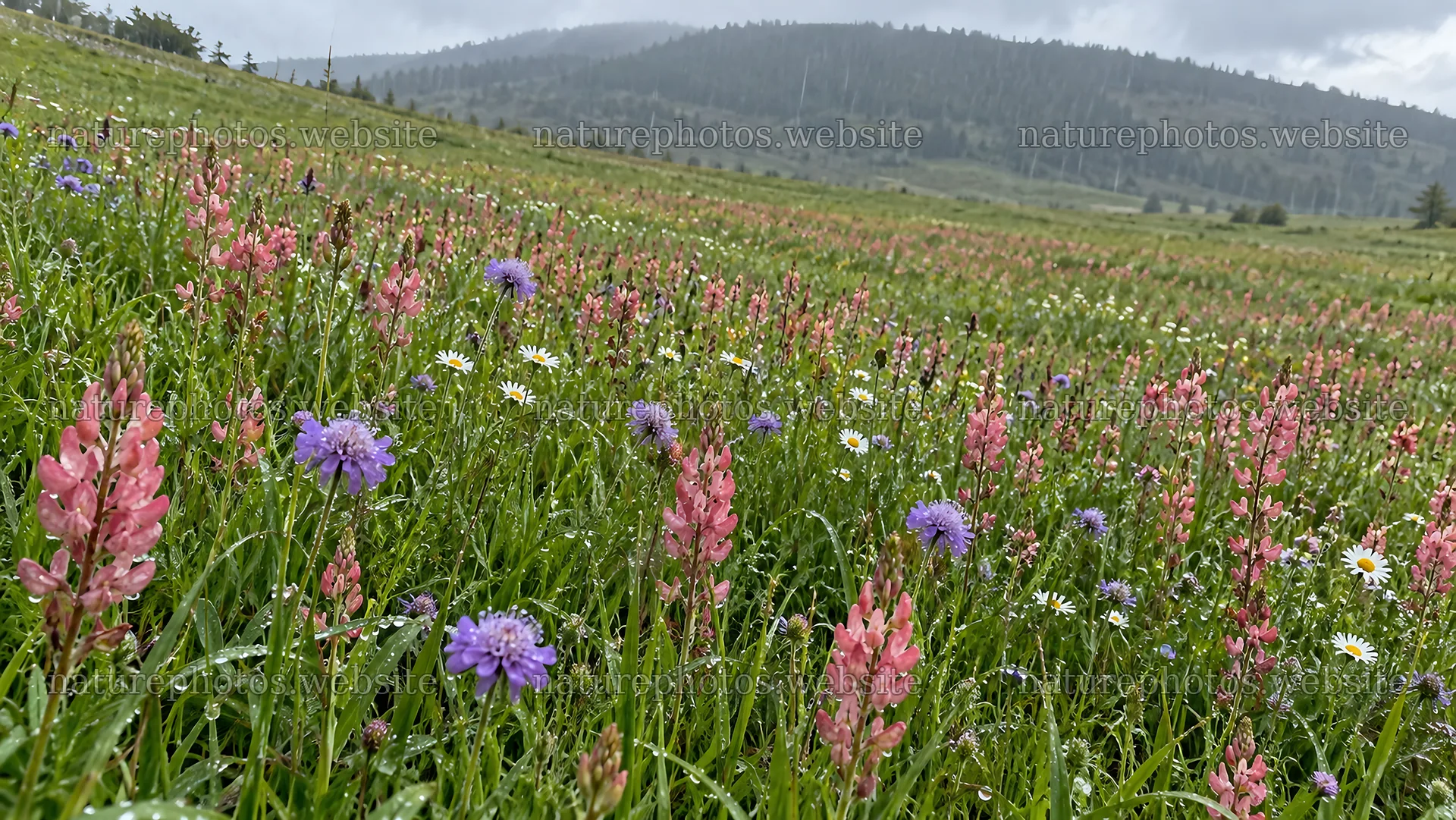Wildflower Meadow Across a Green Mountain Hillside – nature photos 10324x5812
