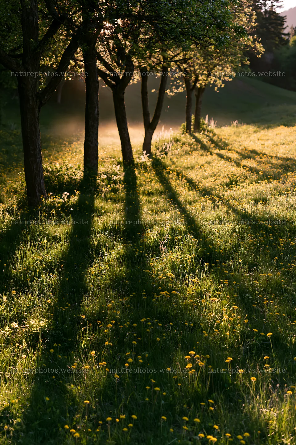 Dandelions bloom in orchard meadow during golden hour – nature photos 6480x9722